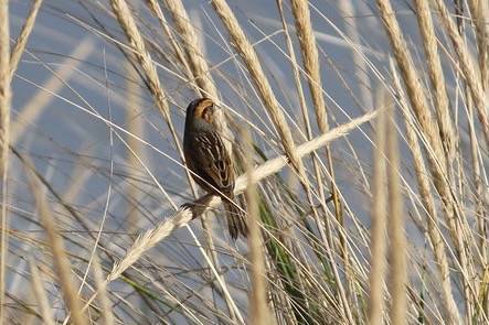 Nelson's Sparrow, Napatree Pt. RI, 11/11/14 by aaron.dollar is licensed under CC BY 2.0.